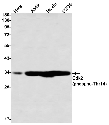 Phospho-CDK2 (Thr14) Rabbit mAb